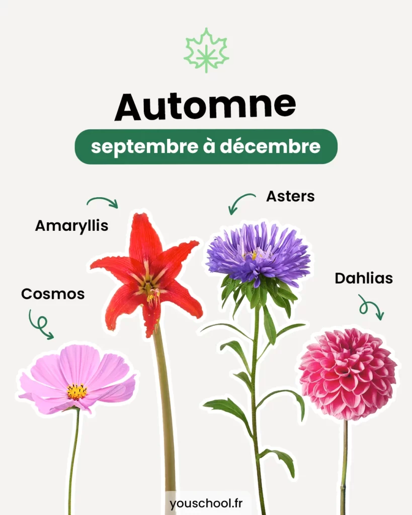 Le calendrier des saisons des fleurs