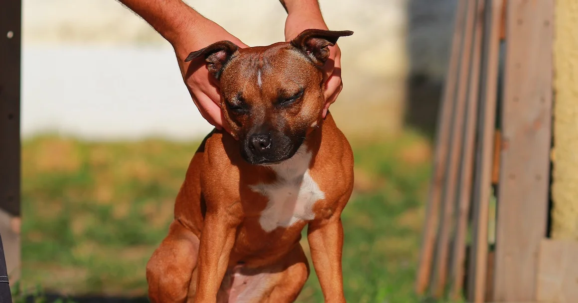Les séances d'ostéopathie pour chien offrent de nombreux bénéfices