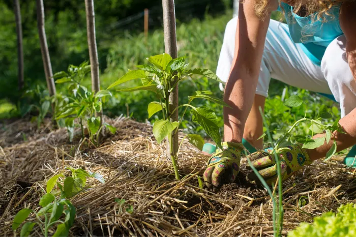 metier-permaculture-travail-terre
