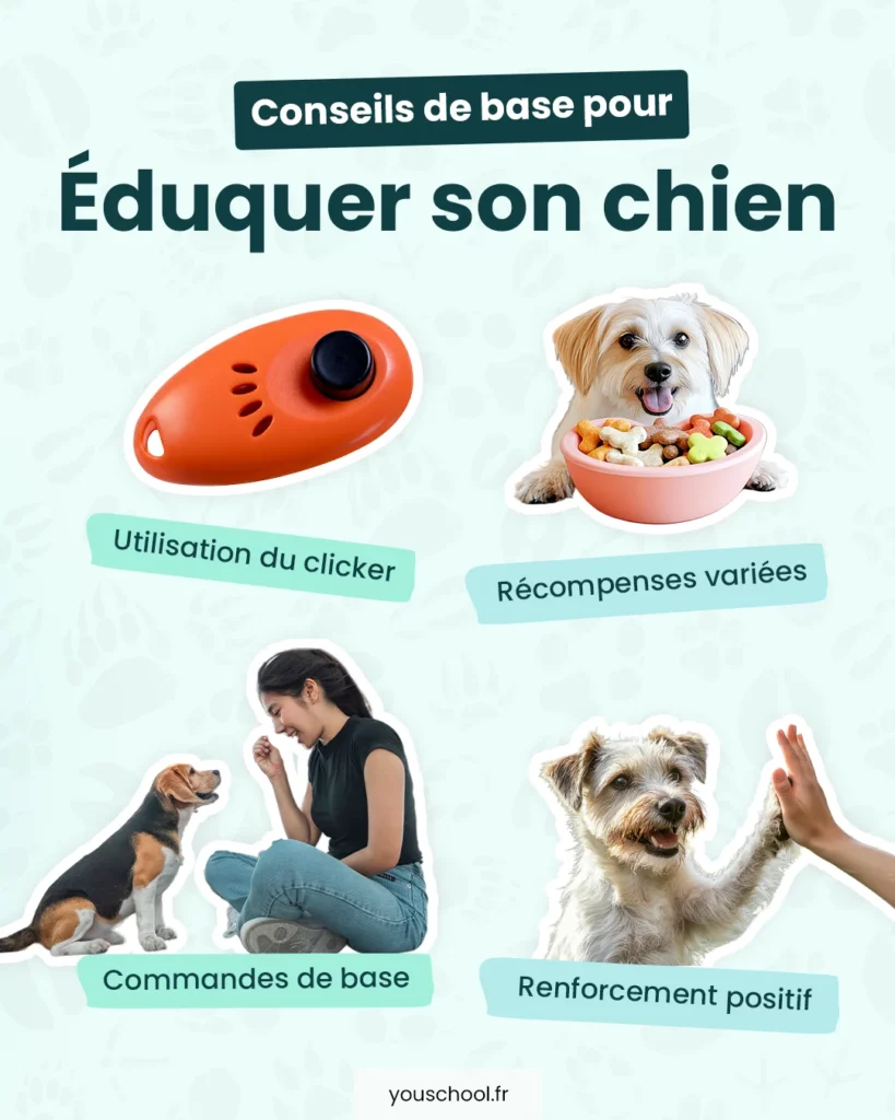 Les conseils de base pour éduquer son chien de façon positive