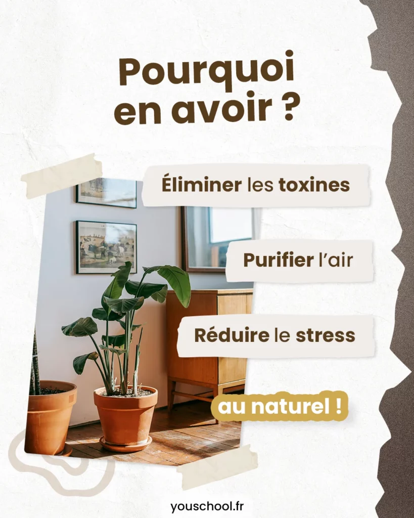 Pourquoi avoir des plantes vers dans son intérieur est bénéfique