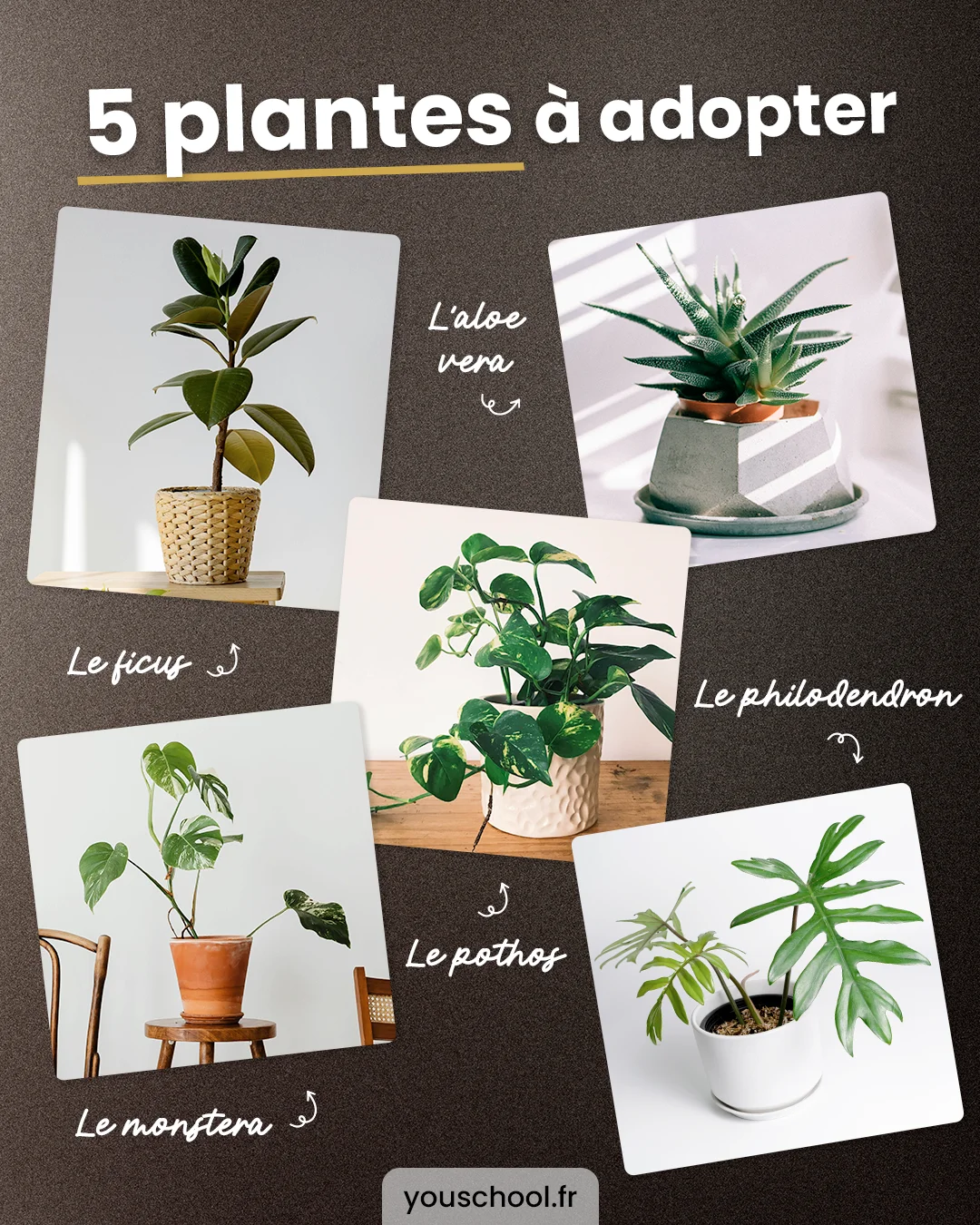 Les 5 plantes à adopter chez soi de toute urgence pour un intérieur agréable !