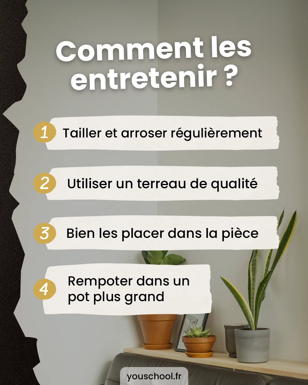 Nos conseils pour entretenir vos plantes vertes d'intérieur