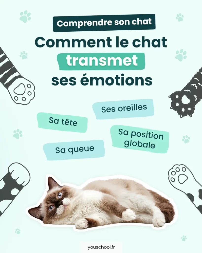 comprendre comment un chat transmet ses émotions