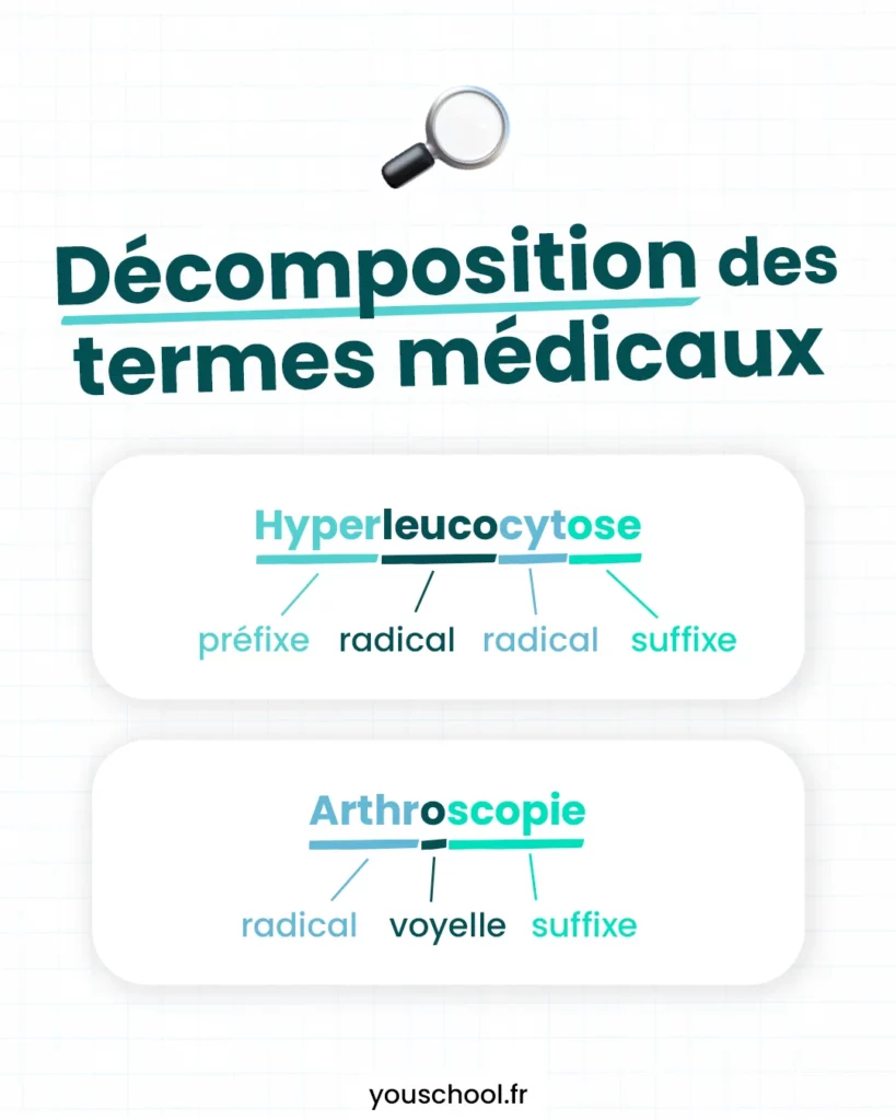 Comprendre la décomposition des termes médicaux