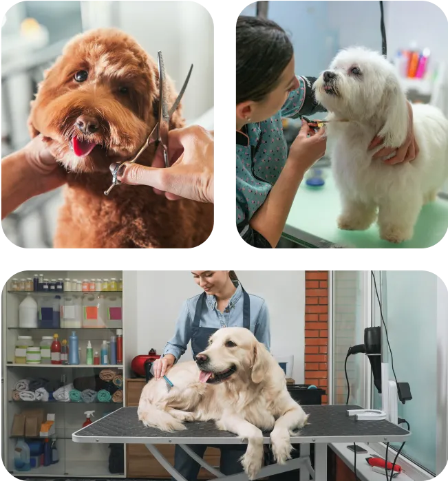 toiletteur-chien-metier