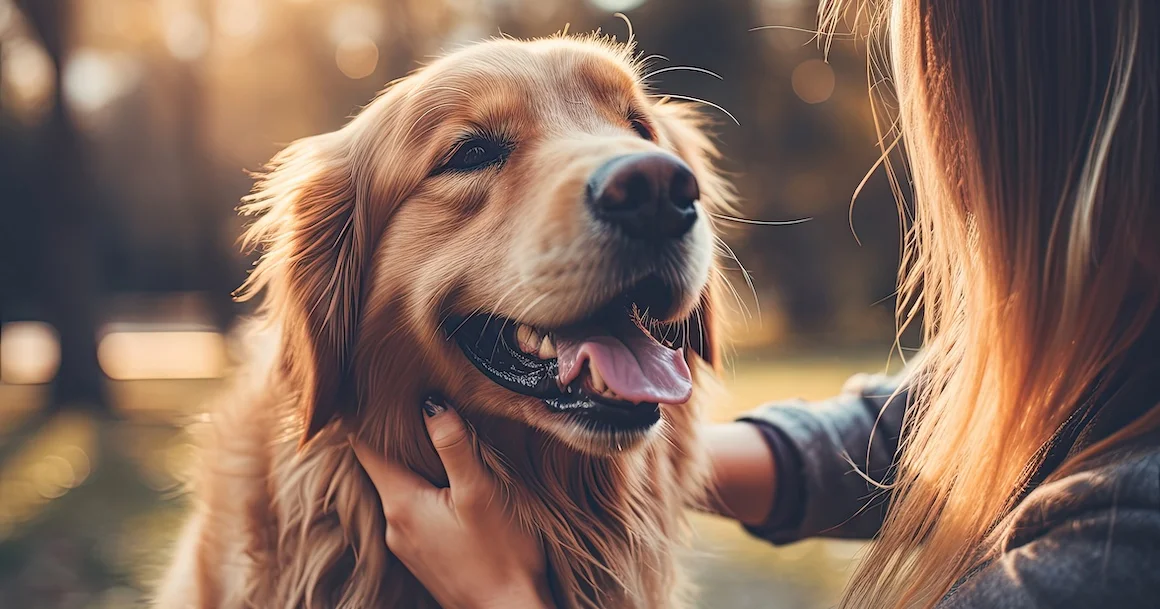 Découvrez 10 races de chiens calmes, intelligentes et faciles à éduquer pour débuter