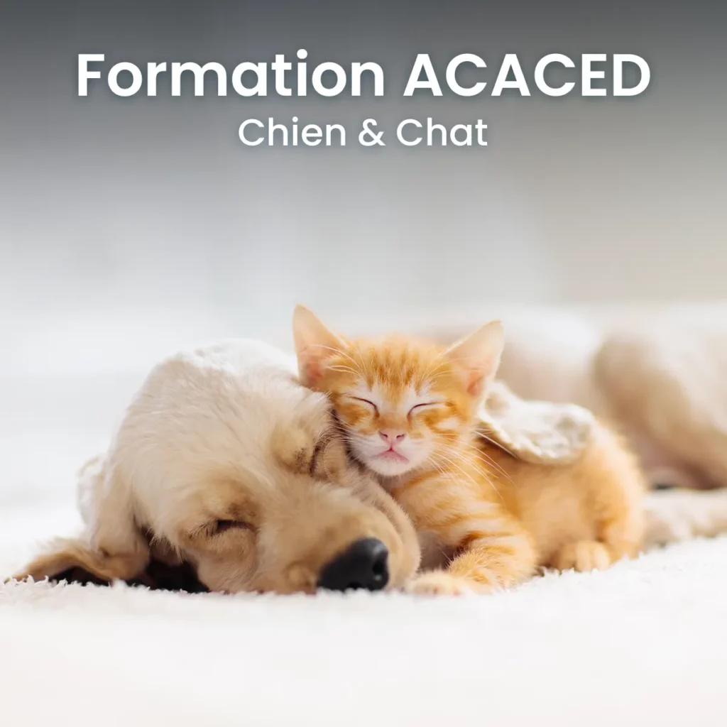 formation-chien-chat-avantages-animaux