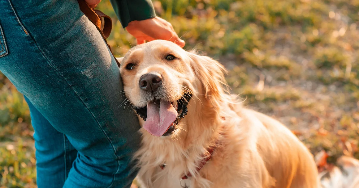 Pension pour chiens et chats