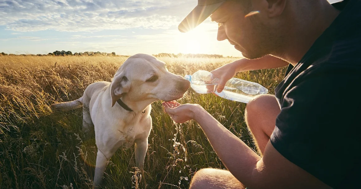 Chien pendant une forte chaleur
