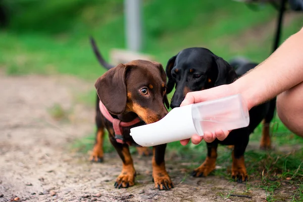 Chiens buvant dans une gourde