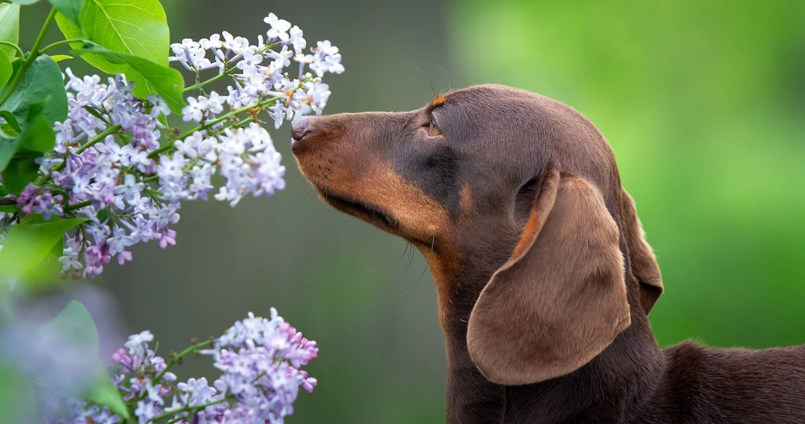 Le flair du chien est un super-sens : 220 millions de récepteurs pour sentir