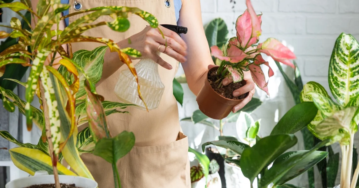Arrosage, lumière, rempotage… Découvrez comment garder vos plantes d’intérieur belles et en bonne santé toute l’année.